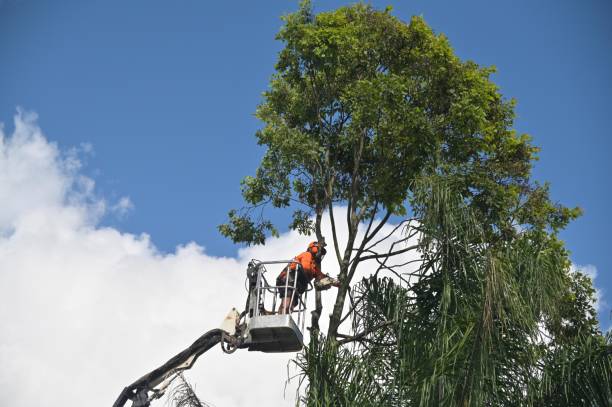 Best Lawn Maintenance Plans  in Wimauma, FL